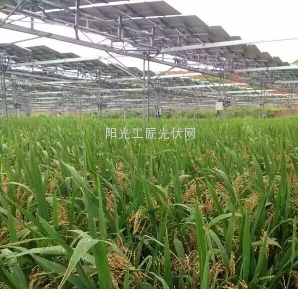常山目首片100亩光伏水稻开始收割